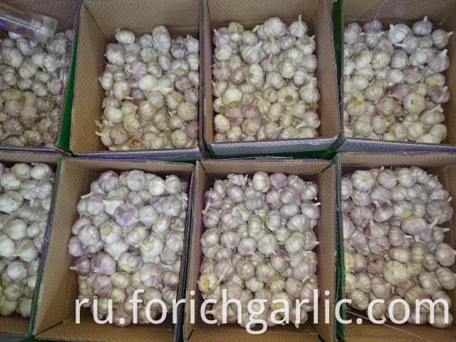 Fresh High Quality 2019 Normal Garlic
